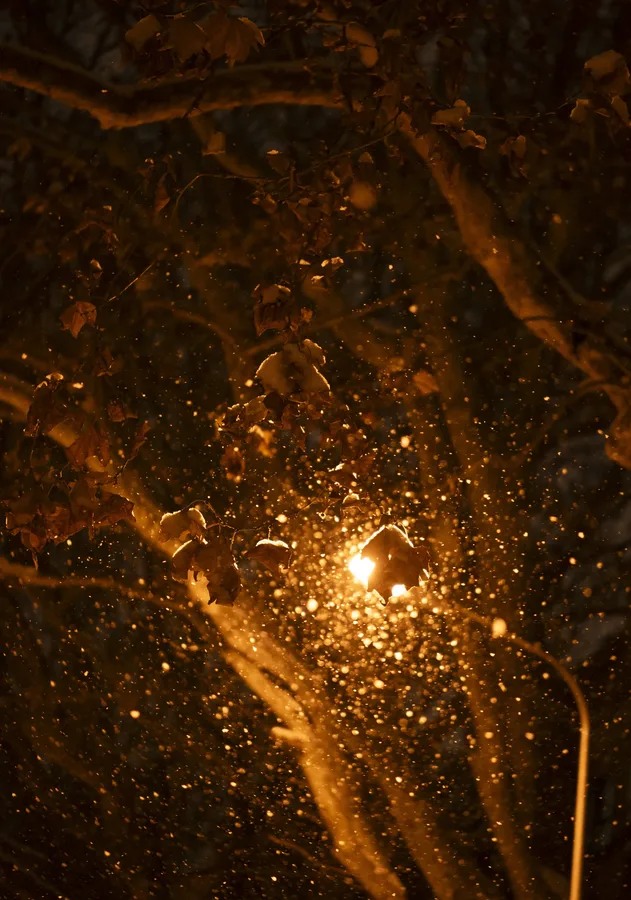 雪+不知名树木